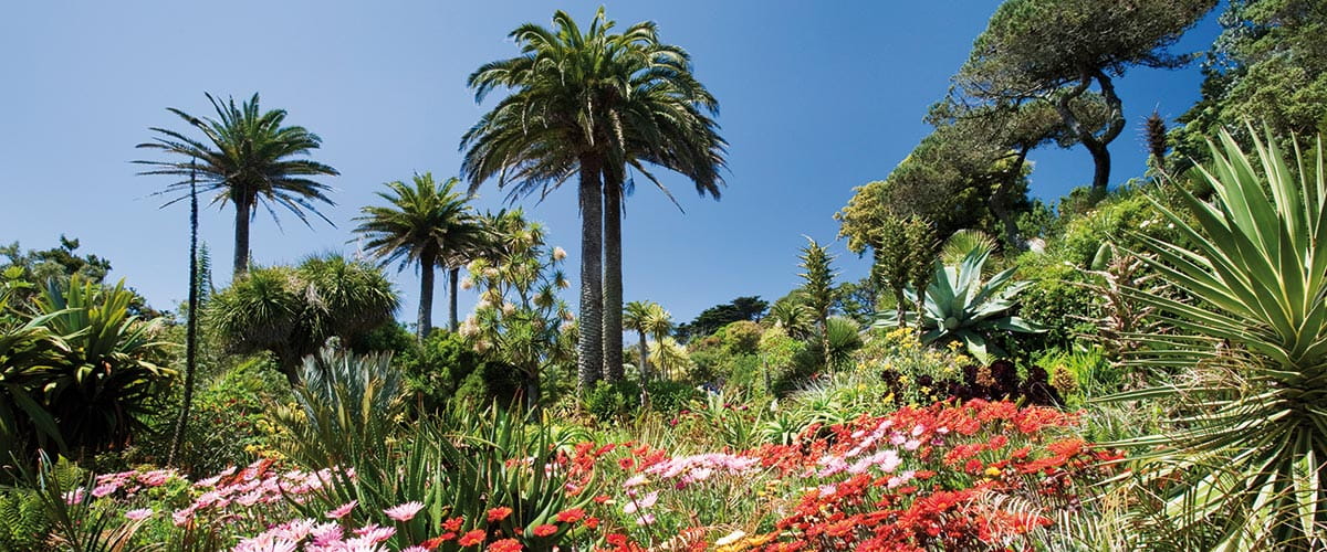 Tropical plants and trees in Tresco Abbey Gardens on the Isles of Scilly, United Kingdom